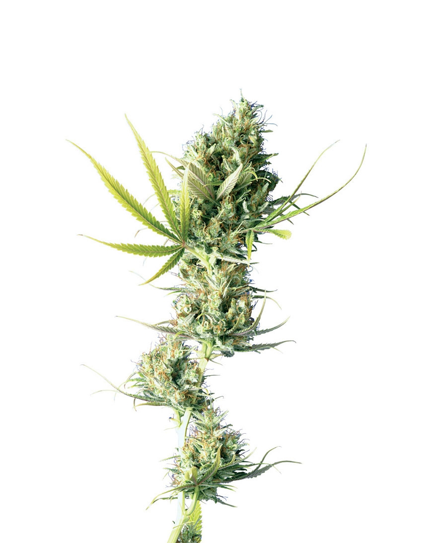 Durban Cannabis Seeds