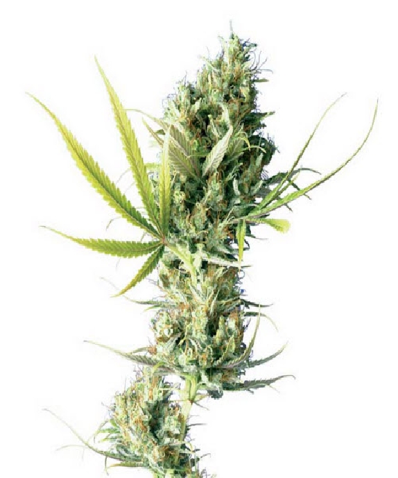 Durban Cannabis Seeds