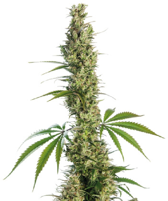 Eagle Bill Cannabis Seeds