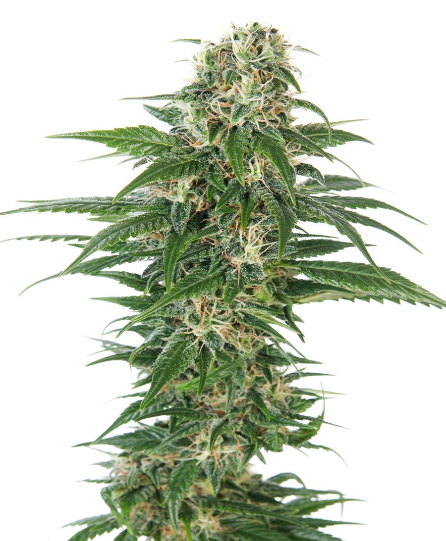 Early Skunk Auto Cannabis Seeds
