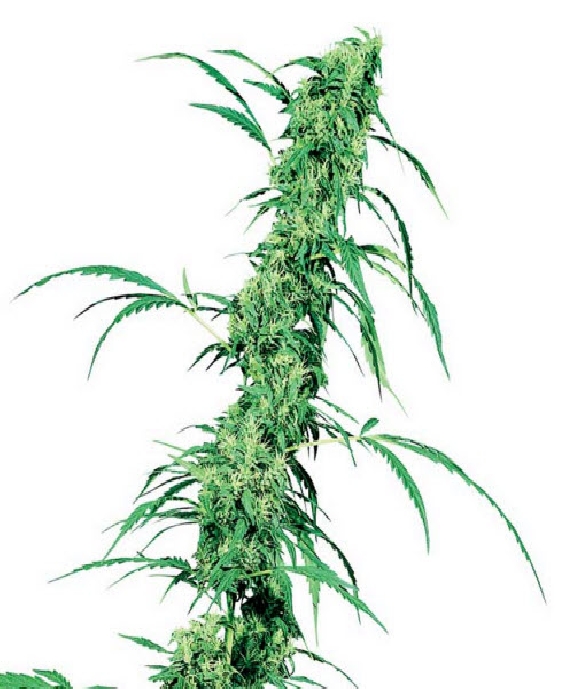 Fruity Juice Cannabis Seeds