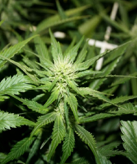 Hash Plant Cannabis Seeds