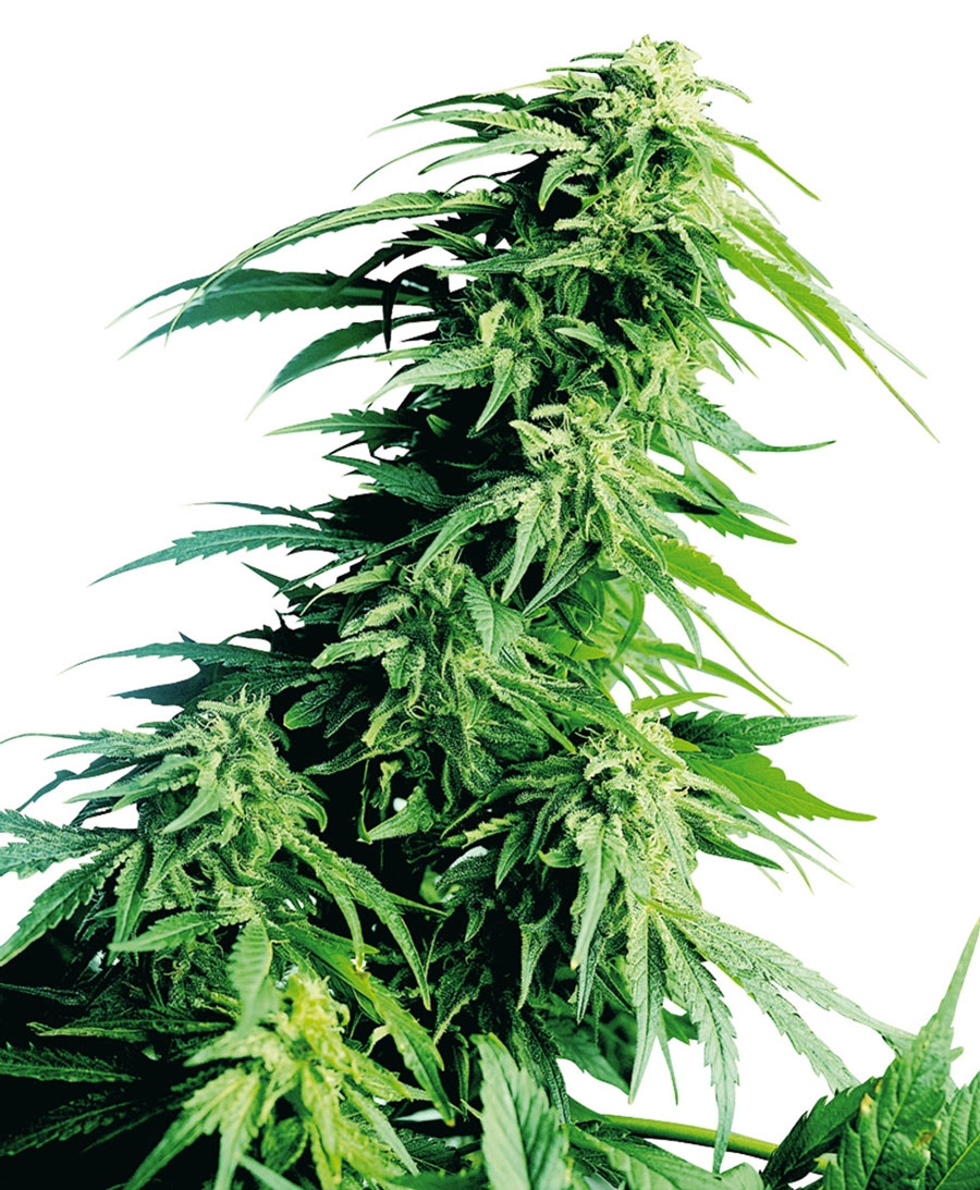 Hindu Kush Cannabis Seeds