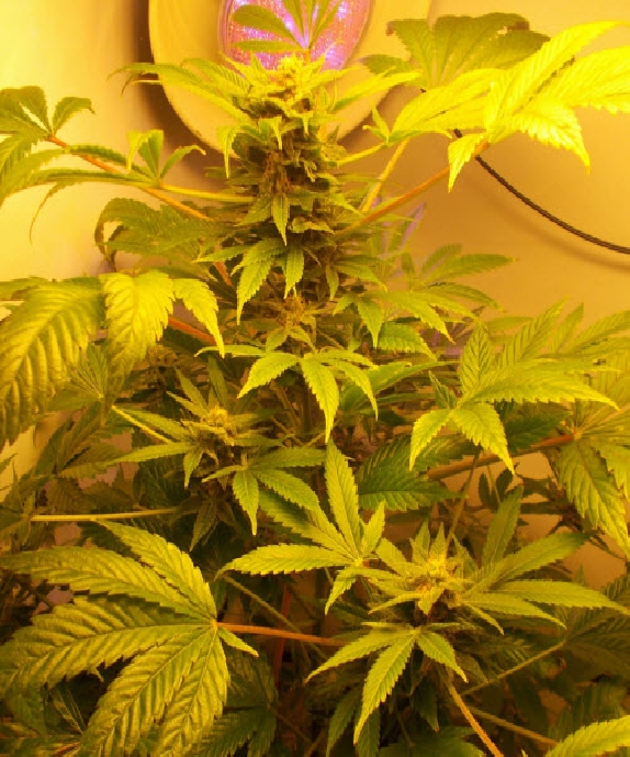 Hindu Kush Cannabis Seeds