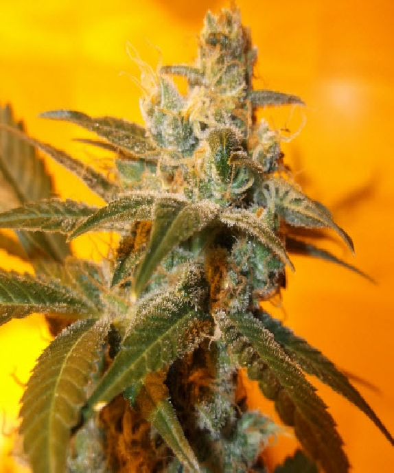 Jack Flash #5 Cannabis Seeds