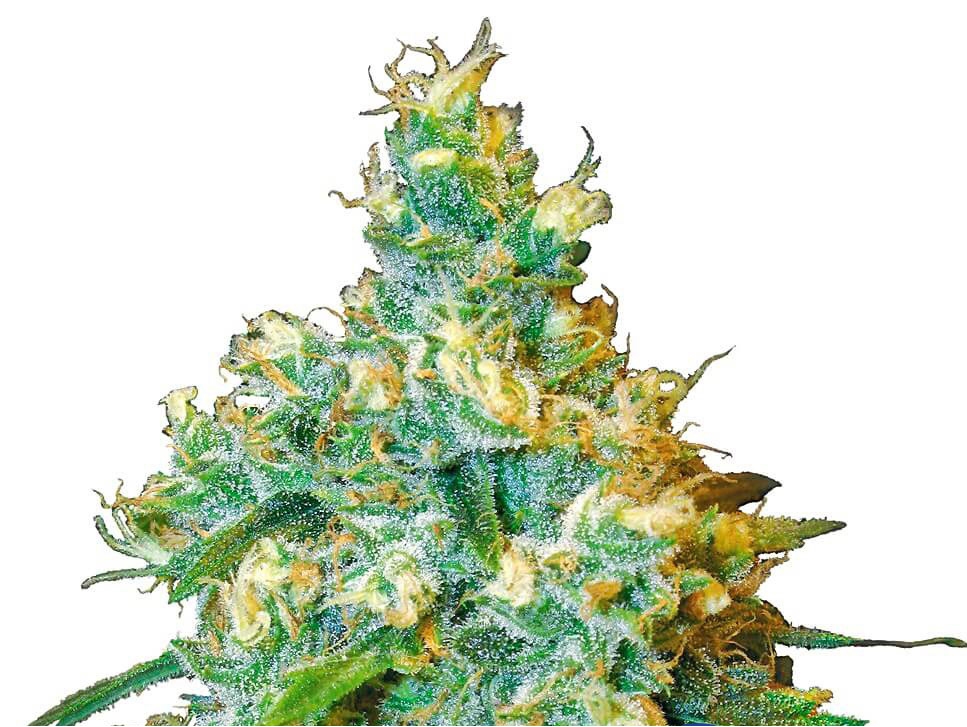 Jack Herer Cannabis Seeds