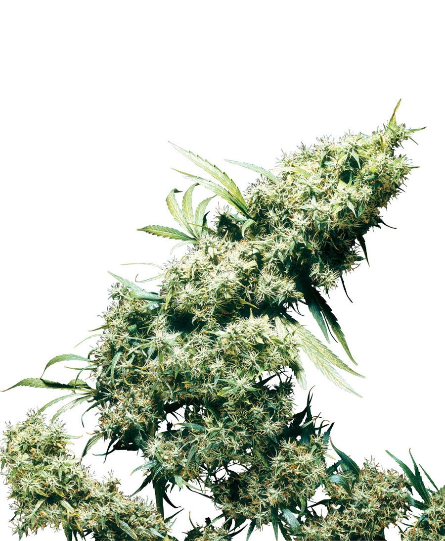 Jamaican Pearl Cannabis Seeds