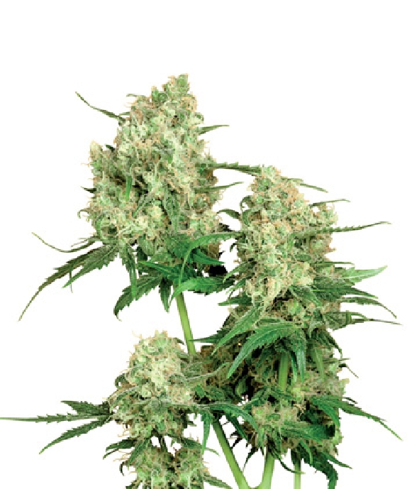 Maple Leaf Indica Cannabis Seeds