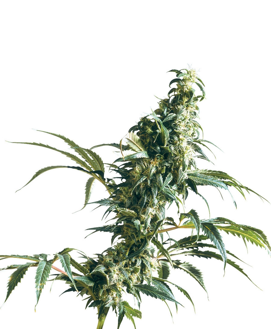 Mexican Sativa Cannabis Seeds