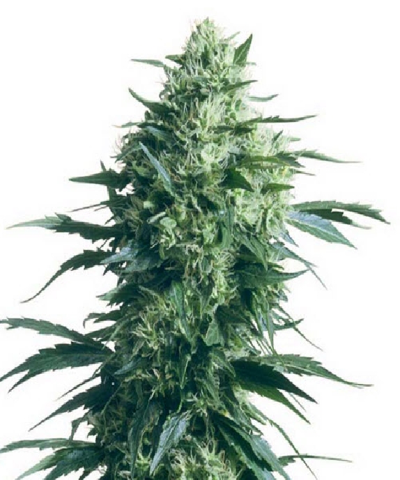 Mother's Finest Cannabis Seeds