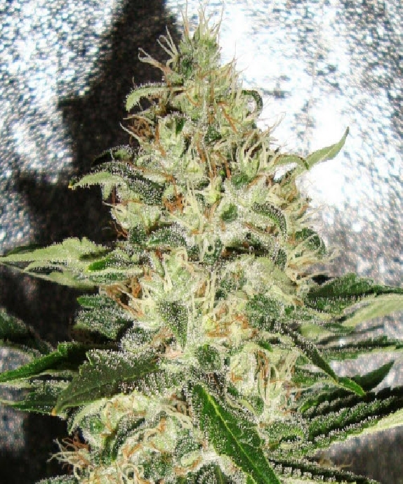 Mr Nice G13 X Hash Plant Cannabis Seeds
