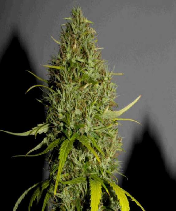 NL #5 x Haze Cannabis Seeds