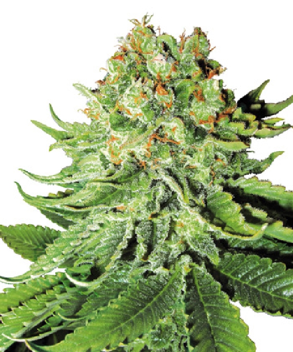 Northern Lights Automatic Cannabis Seeds