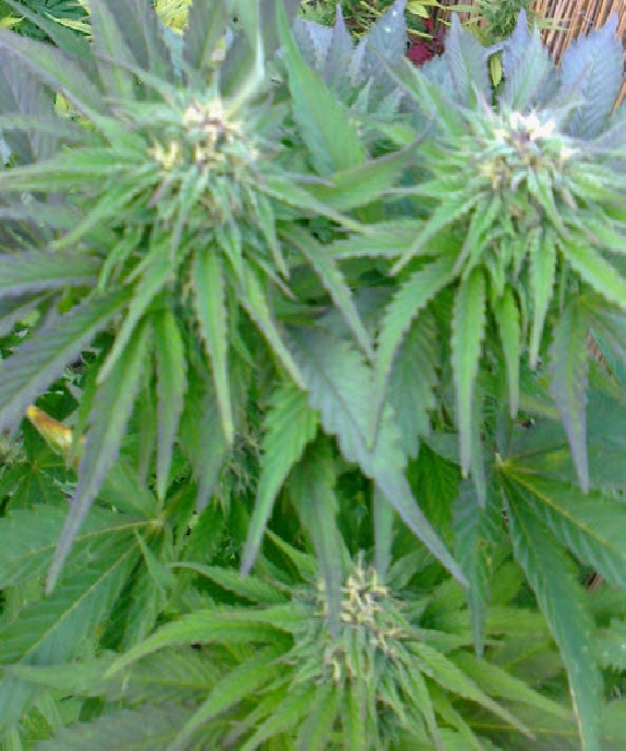 Ruderalis Indica Cannabis Seeds