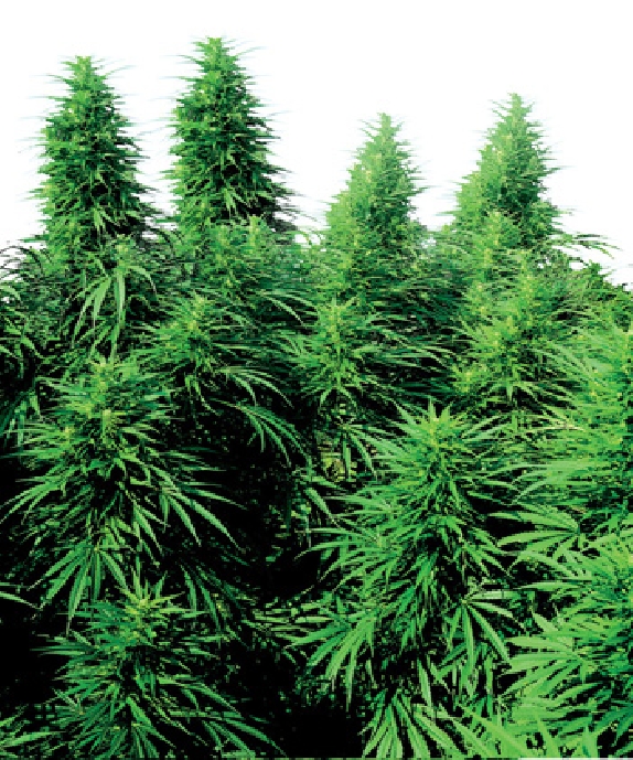 Ruderalis Skunk Cannabis Seeds