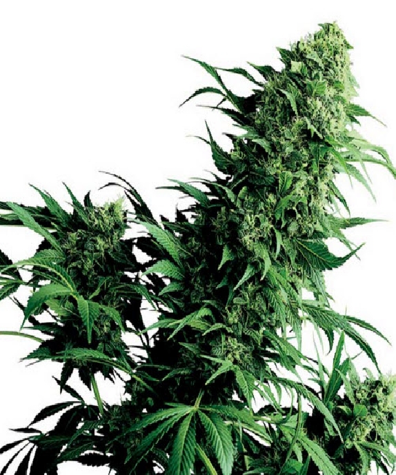 Shiva Shanti Cannabis Seeds