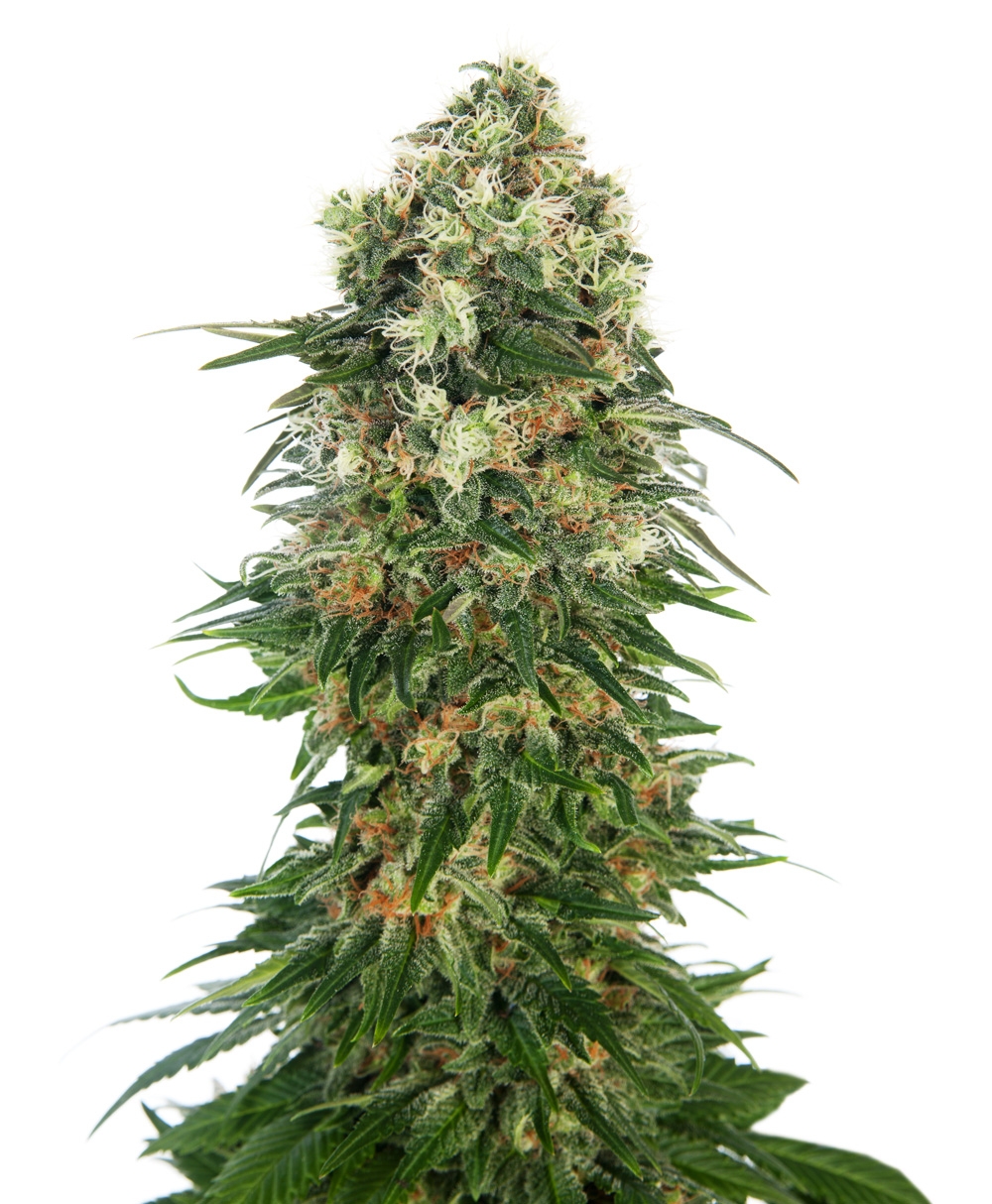 Shiva Skunk Automatic Cannabis Seeds