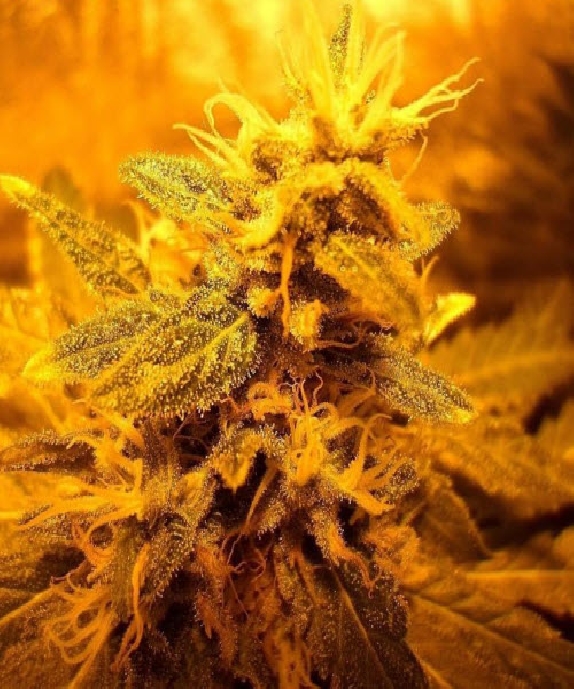 Shiva Skunk Cannabis Seeds