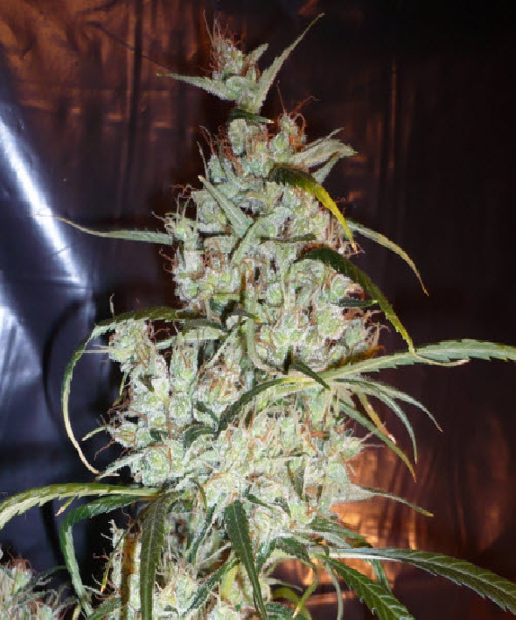 Silver Haze #9 Cannabis Seeds