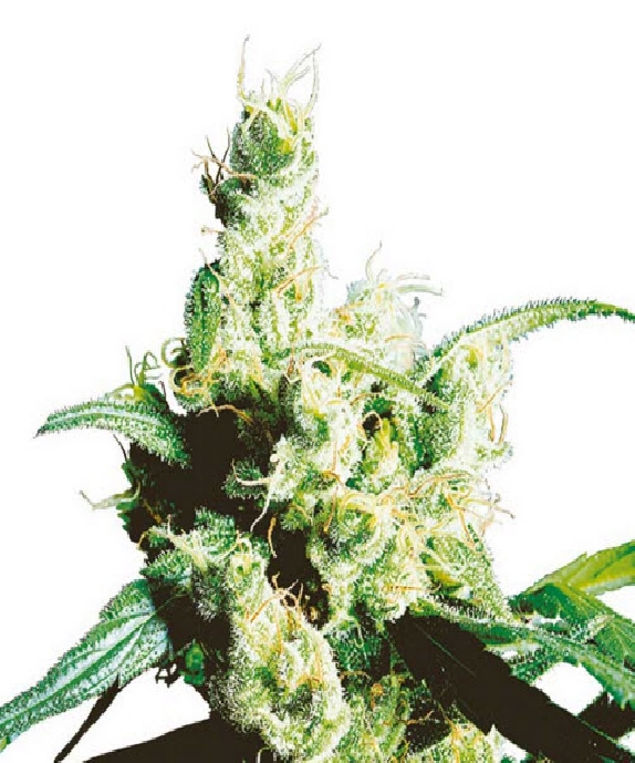 Silver Haze Cannabis Seeds