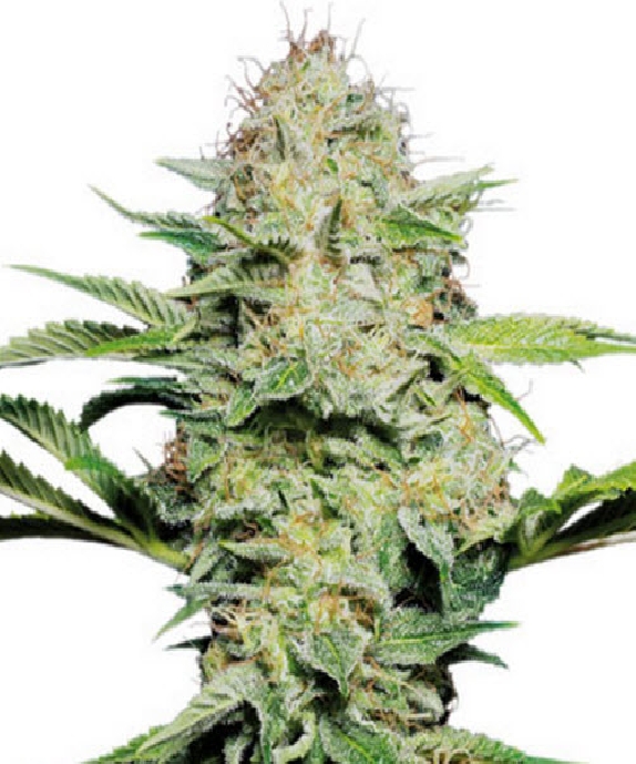 Skunk Automatic Cannabis Seeds