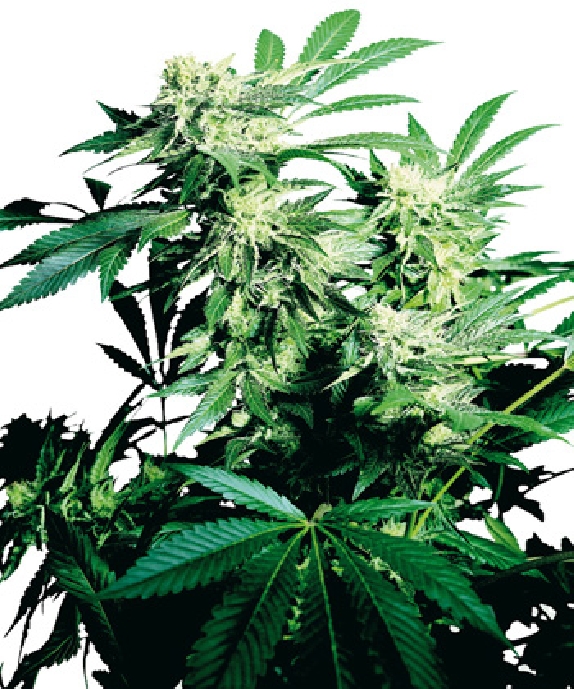 Skunk Kush Cannabis Seeds