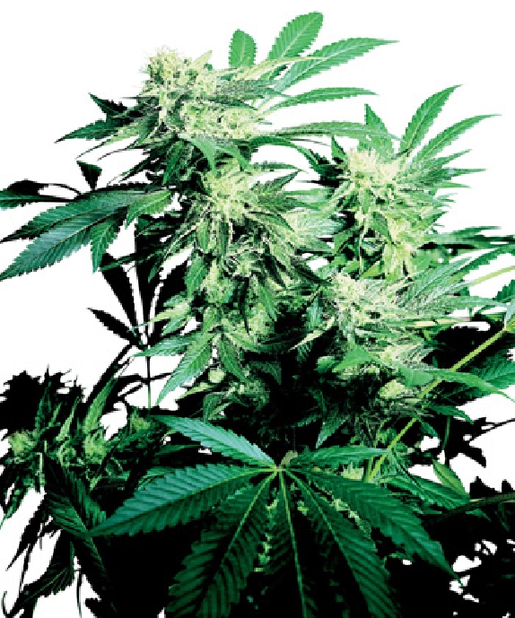 Skunk Kush Cannabis Seeds