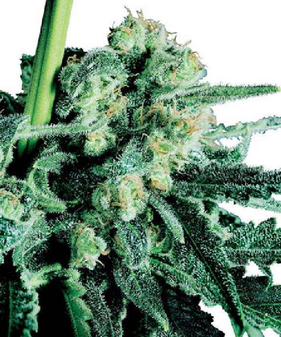 Skunk Cannabis Seeds