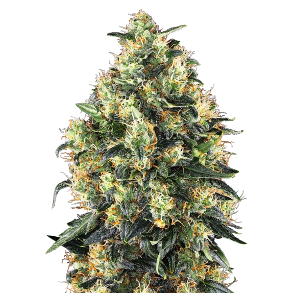 Super Skunk Automatic Cannabis Seeds