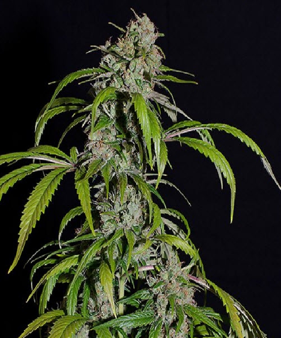 Super Skunk Regular Cannabis Seeds