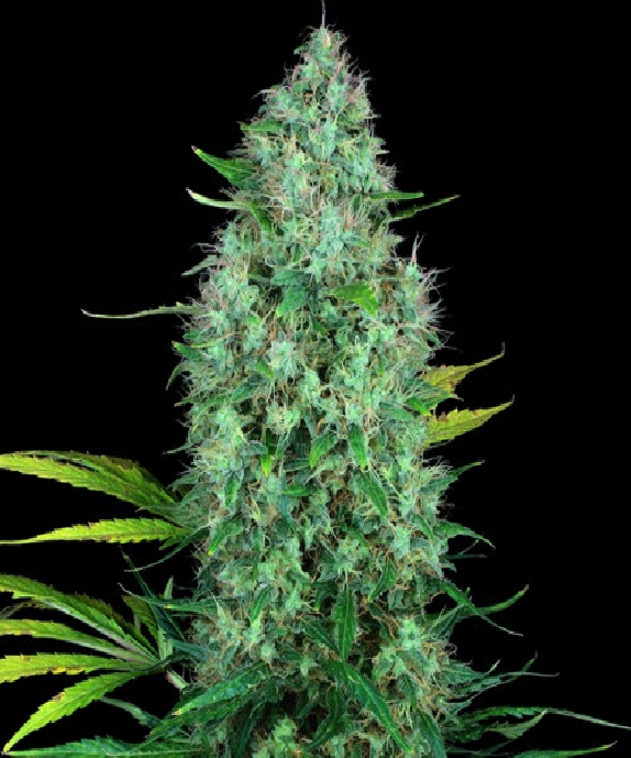 Serious 6 Feminised Cannabis Seeds