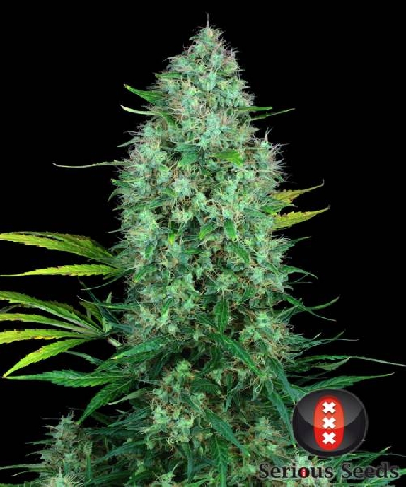 Serious 6 Regular Cannabis Seeds