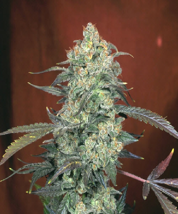 AK47 Feminised Cannabis Seeds