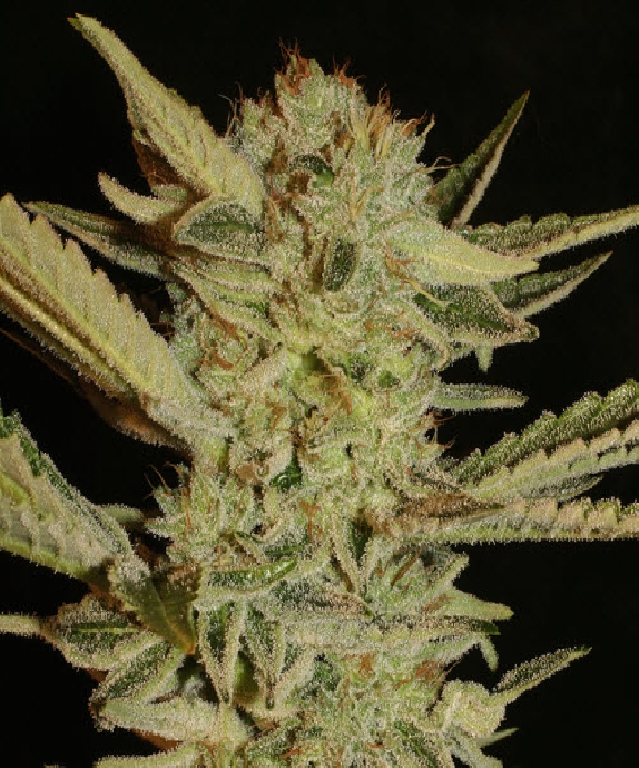 Bubble Gum Regular Cannabis Seeds