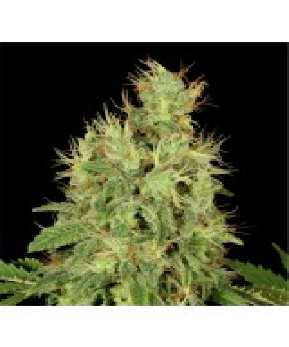 CBD Chronic Feminised Cannabis Seeds