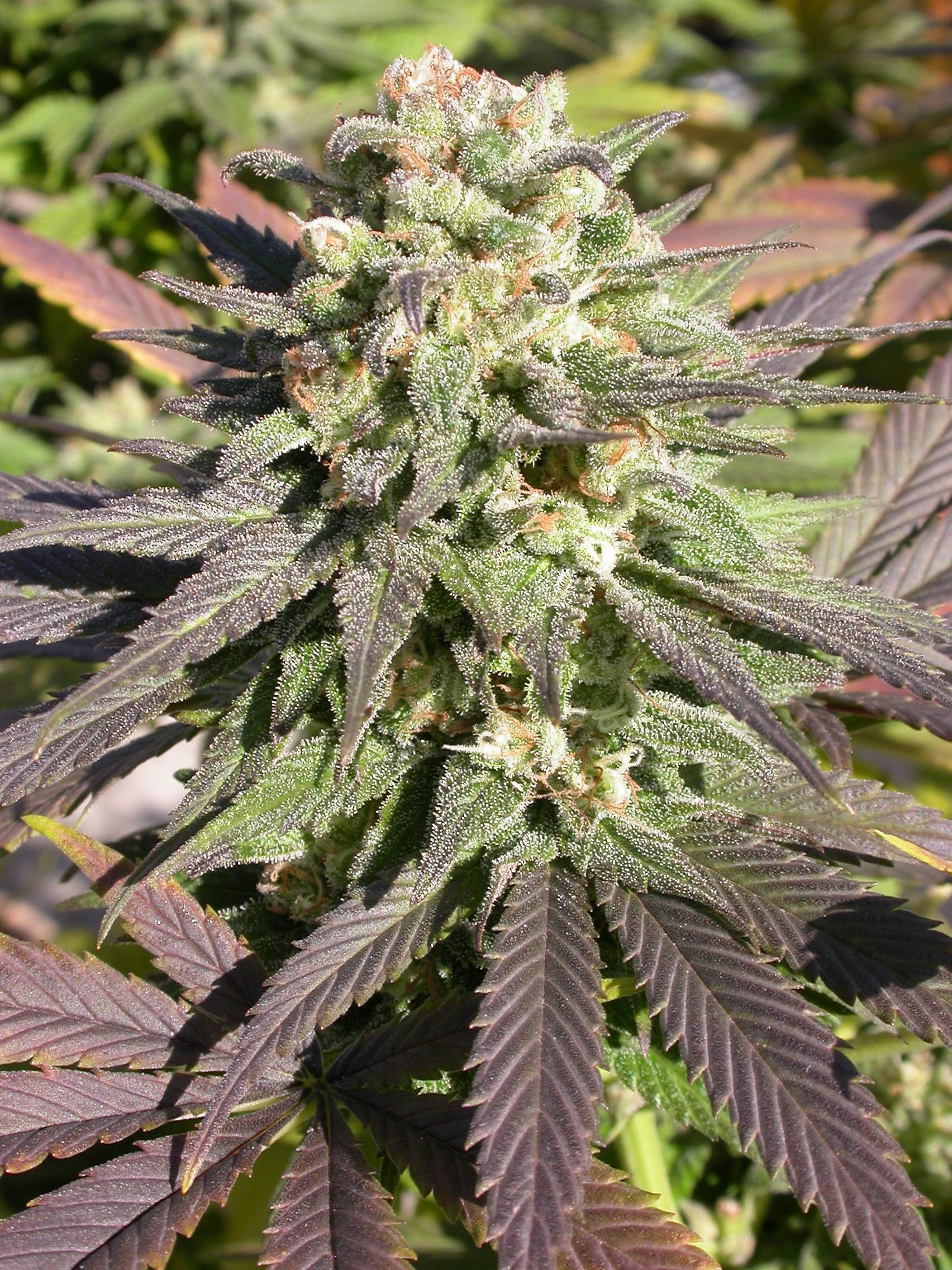 CBD Enriched Warlock Feminised Cannabis Seeds