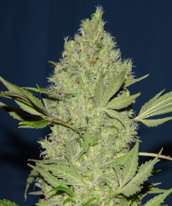 Chronic Regular Cannabis Seeds