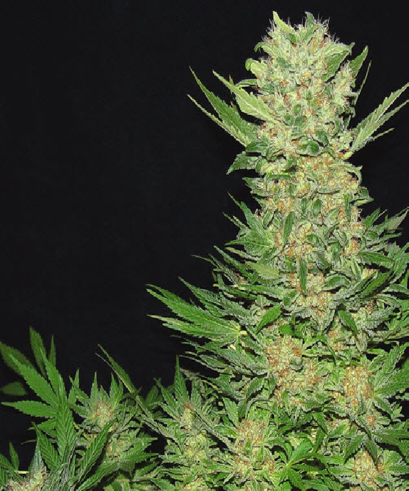 Double Dutch Feminised Cannabis Seeds