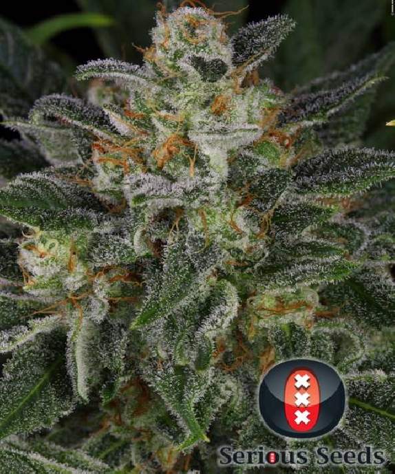 Serious Kush Feminised Cannabis Seeds