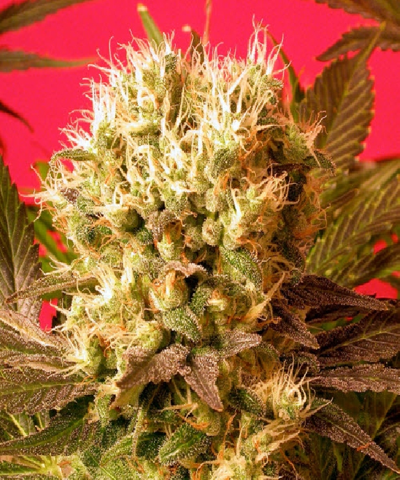 Motivation (Warlock x Sensi Star) Feminised Cannabis Seeds