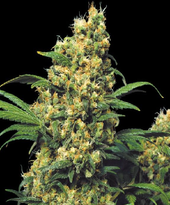 Warlock Feminised Cannabis Seeds