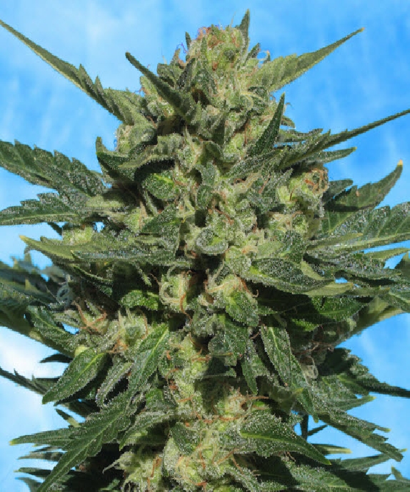 White Russian Auto Feminised Cannabis Seeds