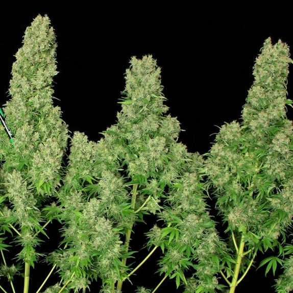 White Russian Feminised Cannabis Seeds