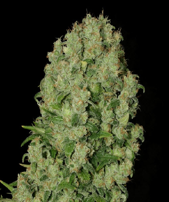 White Russian Regular Cannabis Seeds