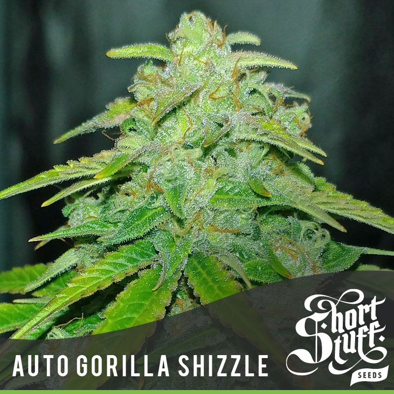 Auto Gorilla Shizzle Cannabis Seeds