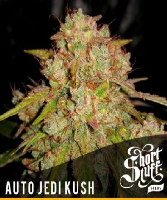 Auto Jedi Kush Cannabis Seeds