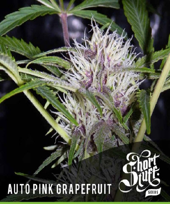 Auto Pink Grapefruit Cannabis Seeds