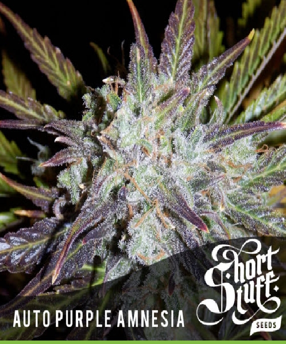Auto Purple Amnesia Cannabis Seeds