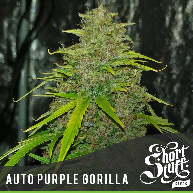Auto Purple Gorilla Cannabis Seeds