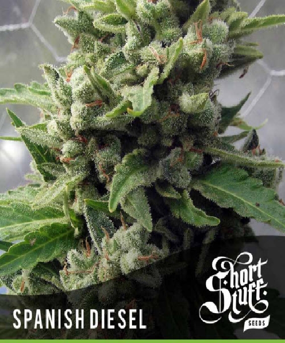 Auto Spanish Diesel Cannabis Seeds